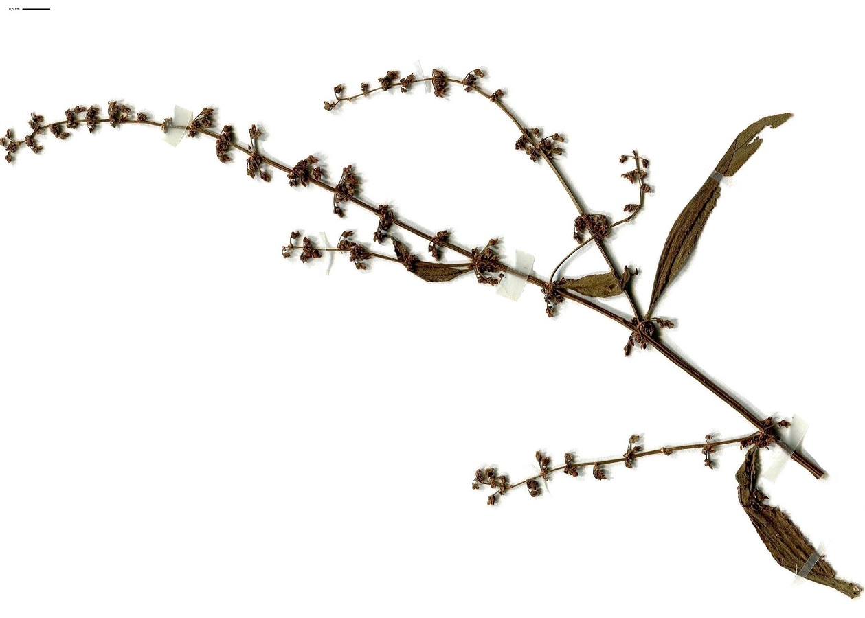 Rumex sanguineus (Polygonaceae)
